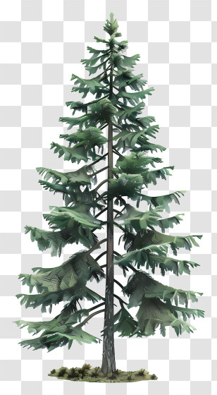 Fir Tree - Tall And Green Pine Tree Illustration Transparent PNG