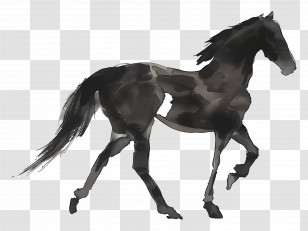 Horse Silhouette - Black Watercolor Painting Of A Horse Transparent PNG