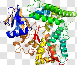 Clip Art Hay Bacillus Megaterium Unicellular Organism Transparent PNG
