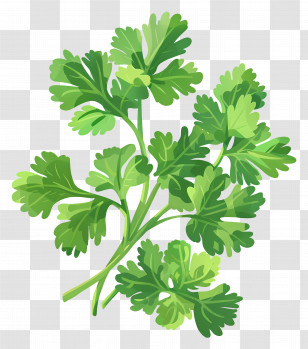Cilantro Leaves - Green Parsley Leaves Transparent PNG