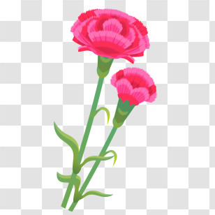 Carnation Flower - Beautiful Pink Carnations With Green Stems Transparent PNG