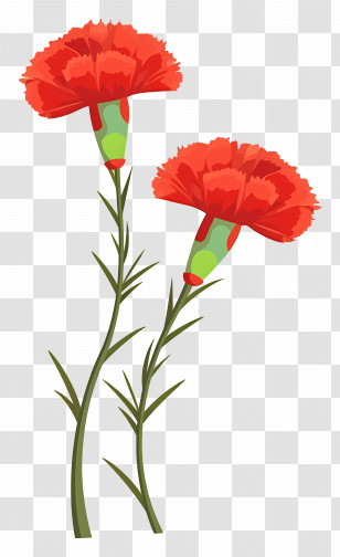 Carnation Flower - Red Carnations Illustration For Special Occasions Transparent PNG