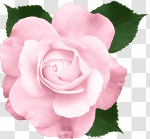 Rose Pink Flowers Clip Art - China Transparent PNG