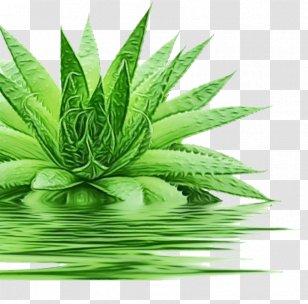 Aloe Vera Leaf - Service - Perennial Plant Succulent Transparent PNG