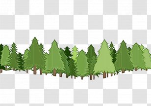 Leaf Tree Plant American Larch Oregon Pine - Vascular Transparent PNG