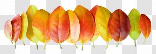 Leaf Autumn - Image Resolution - Leaves Transparent PNG