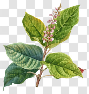 Cartoon - Vibrant Green Plant With Flowers And Leaves Transparent PNG