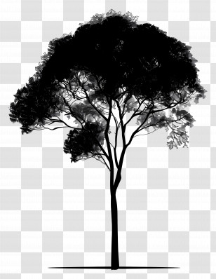 Tree - Black Tree Silhouette With Graceful Branches Transparent PNG