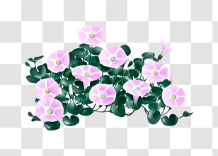 Flower - Lovely Pink Morning Glories Transparent PNG