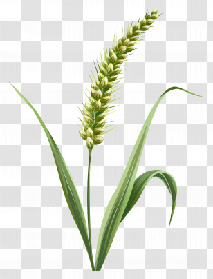 Green Spikelet - Wheat Plant Illustration Transparent PNG