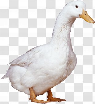 American Pekin Duck - Livestock - White Image Transparent PNG