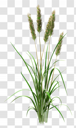 Grass Plant - Green Grass Plant Illustration Transparent PNG