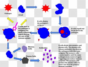 Antigen-presenting Cell Antigen Presentation Macrophage Immune System ...