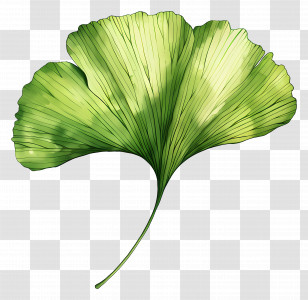 Green Ginkgo Leaf - Green Leaf Illustration Transparent PNG