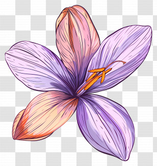 Saffron Flower - Purple Flower With Detailed Petals Transparent PNG