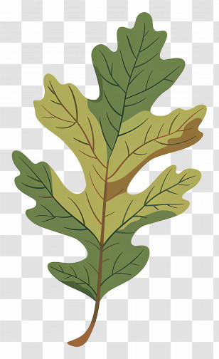 Oak Leaf - Green Oak Leaf Transparent PNG