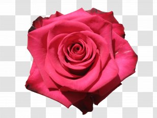 Garden Roses Cabbage Rose Floribunda Cut Flowers Petal - Colonial Flower Shop Ny Transparent PNG