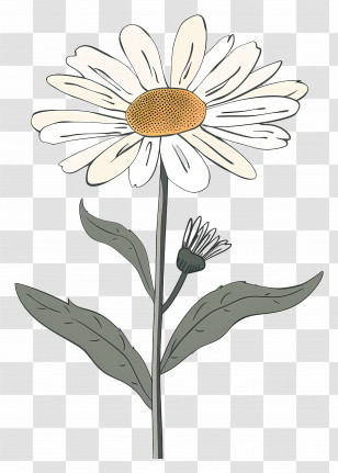 Daisy Flower - Daisy Flower Drawing With White Petals Transparent PNG