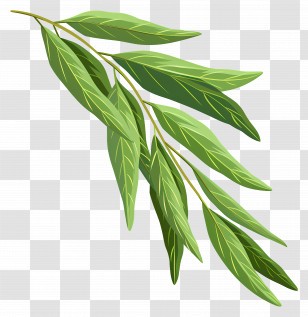 Willow Leaf - Green Leaves Illustration Transparent PNG