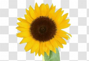 Family Avatar Png Images Transparent Family Avatar Images - sunflower pics of roblox avatars