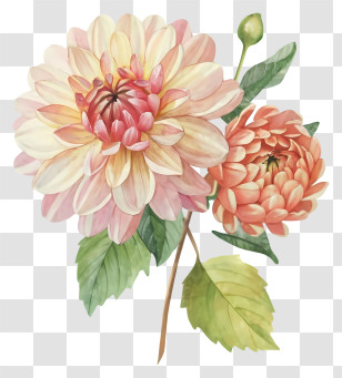 Watercolor Painting - Pastel Large Flowers With Green Leaves Transparent PNG