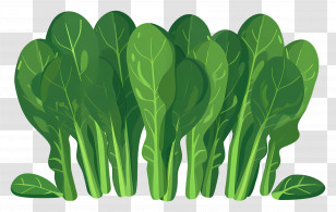 Spinach - Fresh Green Spinach Leaves Illustration Transparent PNG