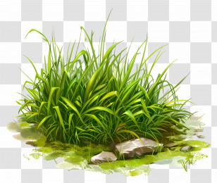 Lawn Grass - Green Grass Growing On Rocky Ground Transparent PNG