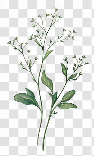 Baby Breath Flower - Green Leafy Botanical Illustration Transparent PNG