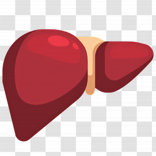 Liver - Illustration Of A Red Liver Transparent PNG