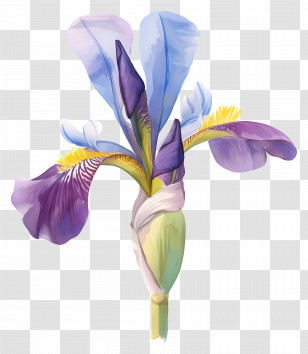 Algerian Iris - Purple And Blue Iris Flower Illustration Transparent PNG