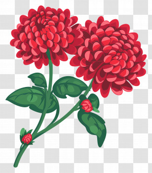 Red Chrysanthemum Flower - Red Chrysanthemum Flowers Illustration Transparent PNG