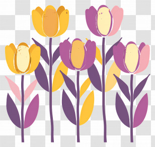 Tulips - Colorful Blooming Flowers Transparent PNG