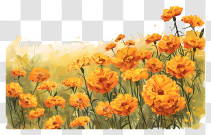 Marigold Field Background - Beautiful Orange Flowers In A Field Transparent PNG