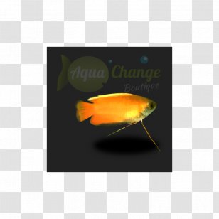 Fish Honey Gourami Dwarf Moonlight - Orange Transparent PNG