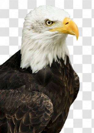 Bird Crows Hawk Eagle Vector Flying The Transparent Png
