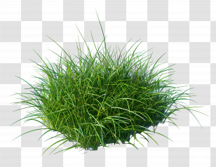 Grass Plant - Green Grass Bush For Landscaping Transparent PNG