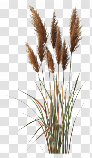 Pampas Grass - Tall Pampas Grass Transparent PNG