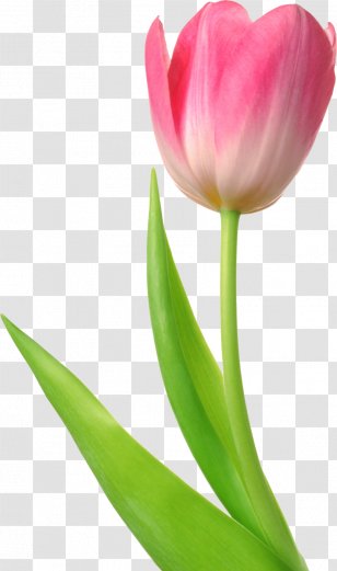 Tulip Flower Desktop Wallpaper Clip Art - Flowering Plant Transparent PNG