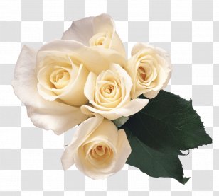 Garden Roses Flower Petal - Image Resolution - White Transparent PNG