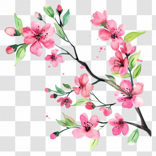 Cherry Blossom - Pink Cherry Blossoms Watercolor Illustration Transparent PNG