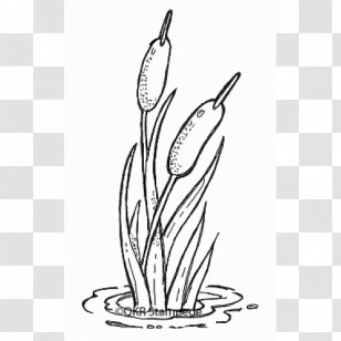 Flower Line Art - Coloring Book - Blackandwhite Tulip Transparent PNG