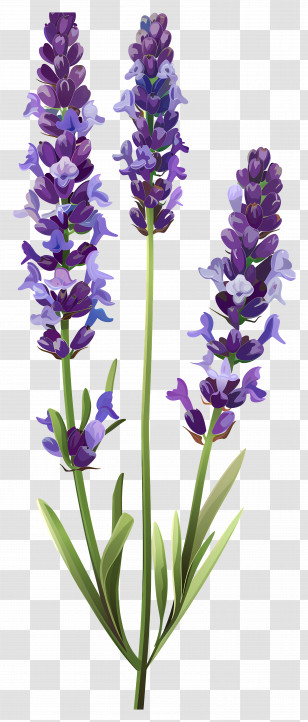 Lavender Flower - Lavender Sprigs Illustration In Purple Shades Transparent PNG