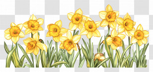 Daffodil Border - Spring Blooming Flowers Transparent PNG