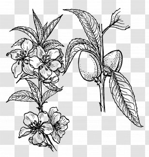 Clip Art Openclipart Vector Graphics Drawing Free Content - Plant Stem - Plants Transparent PNG