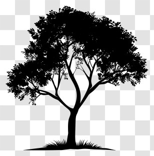 Tree Silhouette - Black Silhouette Tree Illustration Transparent PNG