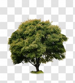 Word Pin Personal Identification Number Code Clip Art - Natagora - Black Tree Transparent PNG