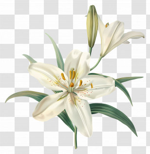 Lily Flower - White Lily Flowers Illustration Transparent PNG