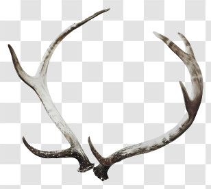 Antler - Deer Antlers For Rustic Decor Transparent PNG