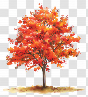 Maple Tree - Autumn Tree Illustration With Bright Red Leaves Transparent PNG