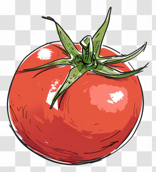 Tomato - Red Tomato Illustration In Sketch Style Transparent PNG